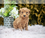 Small #2 Poodle (Standard)