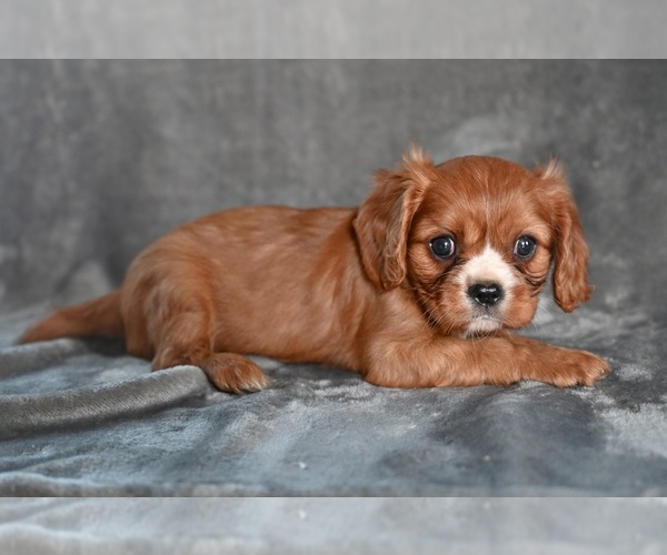 Medium Photo #2 Cavalier King Charles Spaniel Puppy For Sale in MILLERSBURG, OH, USA