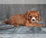Small #1 Cavalier King Charles Spaniel