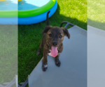 Small #1 Labrador Retriever Mix