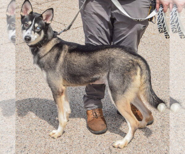 Medium Photo #2 Siberian Husky Puppy For Sale in Huntley, IL, USA