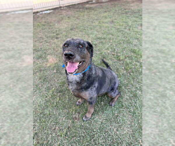 Medium Photo #3 Mutt Puppy For Sale in Riverside, CA, USA