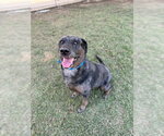 Small #2 Mutt