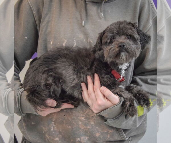 Medium Photo #2 Havashu Puppy For Sale in Huntley, IL, USA