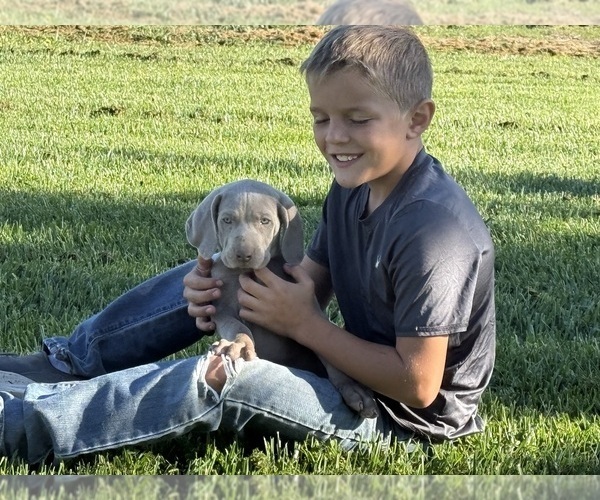 Medium Photo #5 Weimaraner Puppy For Sale in WILLOWS, CA, USA