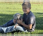 Small Photo #10 Weimaraner Puppy For Sale in WILLOWS, CA, USA