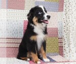 Small #3 Miniature Australian Shepherd