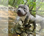 Small #2 American Pit Bull Terrier
