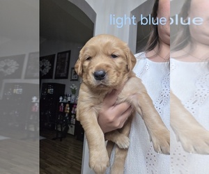 Golden Retriever Puppy for sale in CALABASH, NC, USA