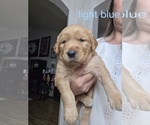 Small Golden Retriever