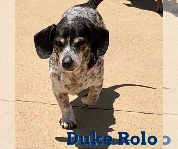 Medium Photo #7 Dachshund Puppy For Sale in San Antonio, TX, USA