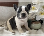 Small Photo #1 French Bulldog Puppy For Sale in SAINT CLAIR, MI, USA