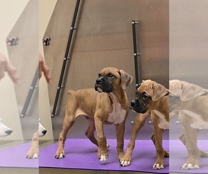 Boxer Puppy for sale in TOLEDO, OH, USA