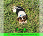 Small #1 Mutt