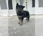 Small Photo #5 German Shepherd Dog Puppy For Sale in ALMA, GA, USA