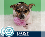Small Photo #15 Chihuahua-Unknown Mix Puppy For Sale in Kimberton, PA, USA
