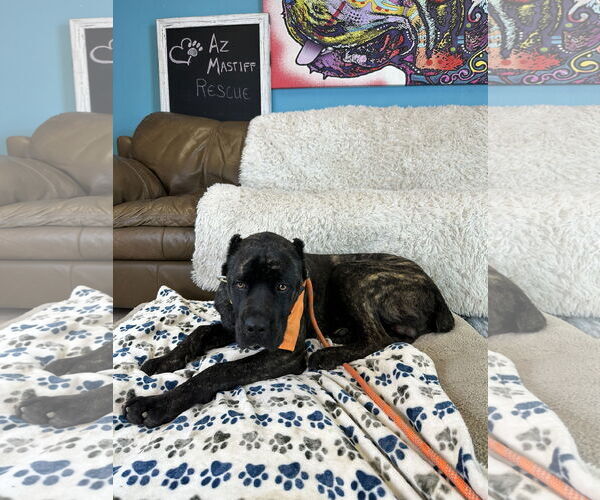 Medium Photo #4 Mutt Puppy For Sale in Goodyear, AZ, USA