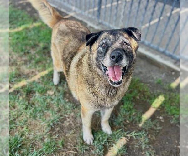 Medium Photo #3 Akita-Unknown Mix Puppy For Sale in Riverside, CA, USA