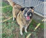 Small #2 Akita Mix