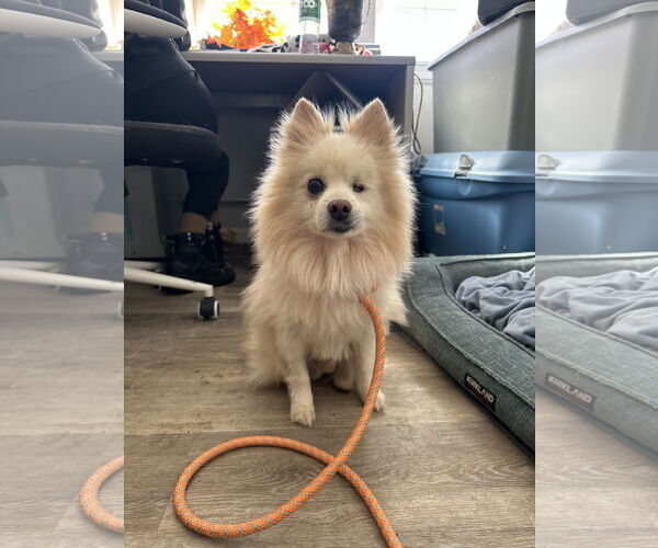 Medium Photo #2 Pomeranian Puppy For Sale in Rockaway, NJ, USA