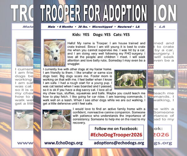 Medium Photo #2 Unknown-white german shepherd Mix Puppy For Sale in Hoffman Estates, IL, USA
