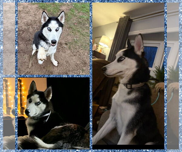 Medium Photo #6 Siberian Husky Puppy For Sale in Uwchlan, PA, USA