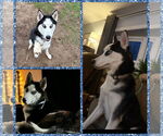 Small #5 Siberian Husky