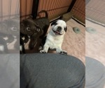 Small #8 Pug