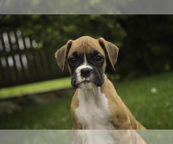 Medium Photo #5 Boxer Puppy For Sale in SHIPSHEWANA, IN, USA