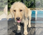Small Photo #5 Labradoodle Puppy For Sale in CHELSEA, AL, USA
