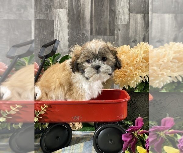 Medium Photo #5 Shih Tzu Puppy For Sale in CANOGA, NY, USA