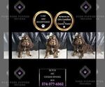 Small Photo #98 Cocker Spaniel Puppy For Sale in WARSAW, IN, USA
