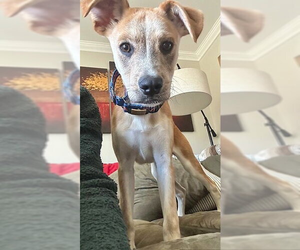 Medium Photo #2 Mutt Puppy For Sale in MECHANICSBURG, PA, USA