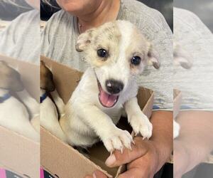 Rat Terrier-Unknown Mix Dogs for adoption in San Angelo, TX, USA