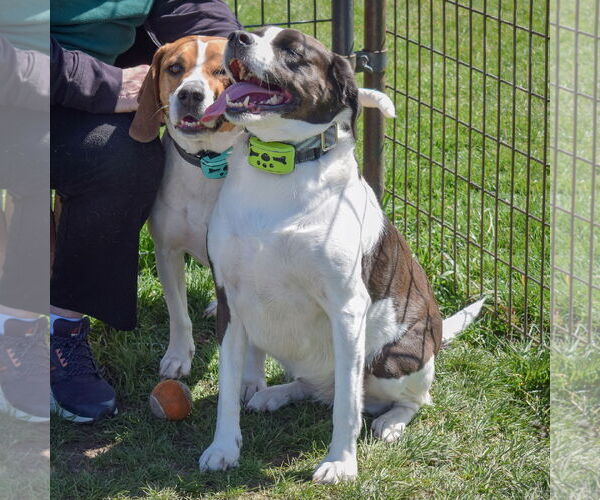 Medium Photo #9 Labbe Puppy For Sale in Huntley, IL, USA
