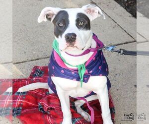 Labrador Retriever-Unknown Mix Dogs for adoption in Washington, DC, USA