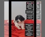 Image preview for Ad Listing. Nickname: Sailor