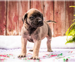 Small Photo #2 Mastiff Puppy For Sale in WAKARUSA, IN, USA