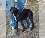 Small Photo #2 Labrador Retriever-Unknown Mix Puppy For Sale in Golden Valley, AZ, USA