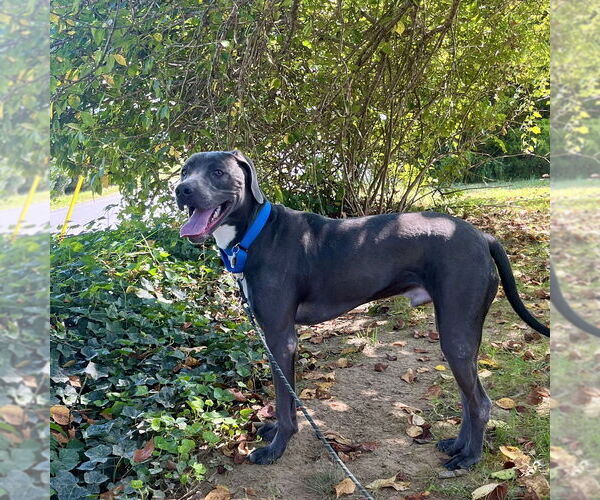 Medium Photo #8 Mutt Puppy For Sale in Candler, NC, USA