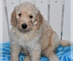 Small Photo #6 Poodle (Standard) Puppy For Sale in MALABAR, FL, USA