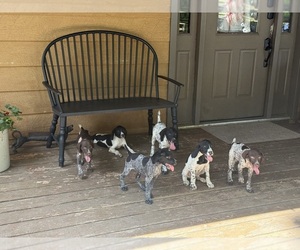German Shorthaired Pointer Dogs for adoption in BEM, MO, USA