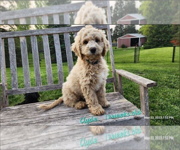 Medium Photo #7 Cavapoo-Poodle (Standard) Mix Puppy For Sale in MILLINGTON, MI, USA