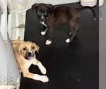 Small #3 Catahoula Leopard Dog-Labrador Retriever Mix