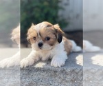 Small #4 Shih Tzu