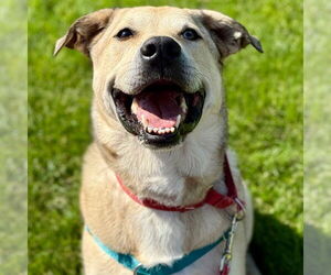 Cash - Male Anatolian Shepherd-Unknown Mix Dog for Adoption - Photo #2