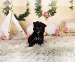 Small Photo #2 YorkiePoo Puppy For Sale in WARSAW, IN, USA