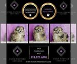 Small Photo #45 Pomeranian Puppy For Sale in WARSAW, IN, USA