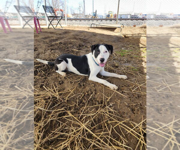 Medium Photo #1 American Pit Bull Terrier-Unknown Mix Puppy For Sale in Evansville, IN, USA