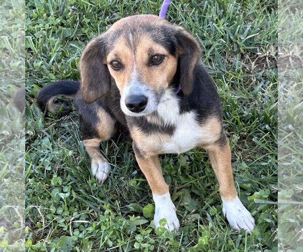 Medium Photo #3 Doxle Puppy For Sale in Batavia, OH, USA